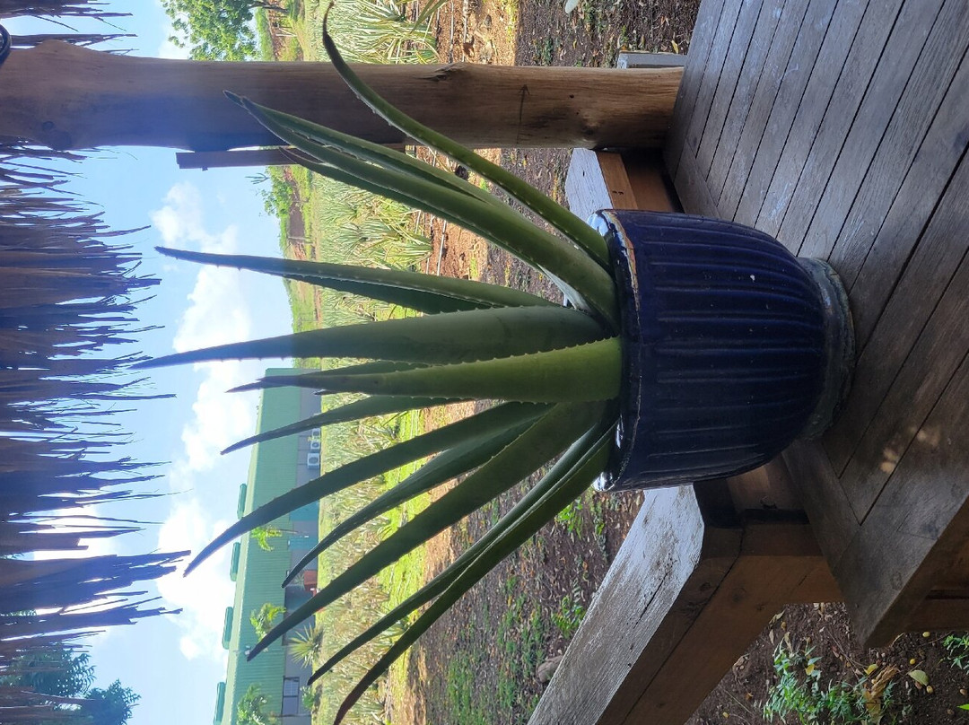 The Aloe Vera Curacao, Home of Curaloe Tour-威廉斯塔德必去景点