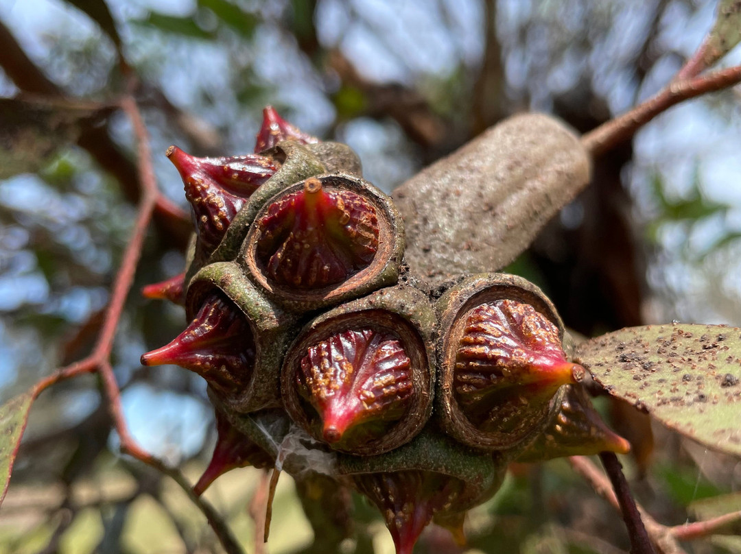 Heyfield Cemetery-Heyfield必去景点