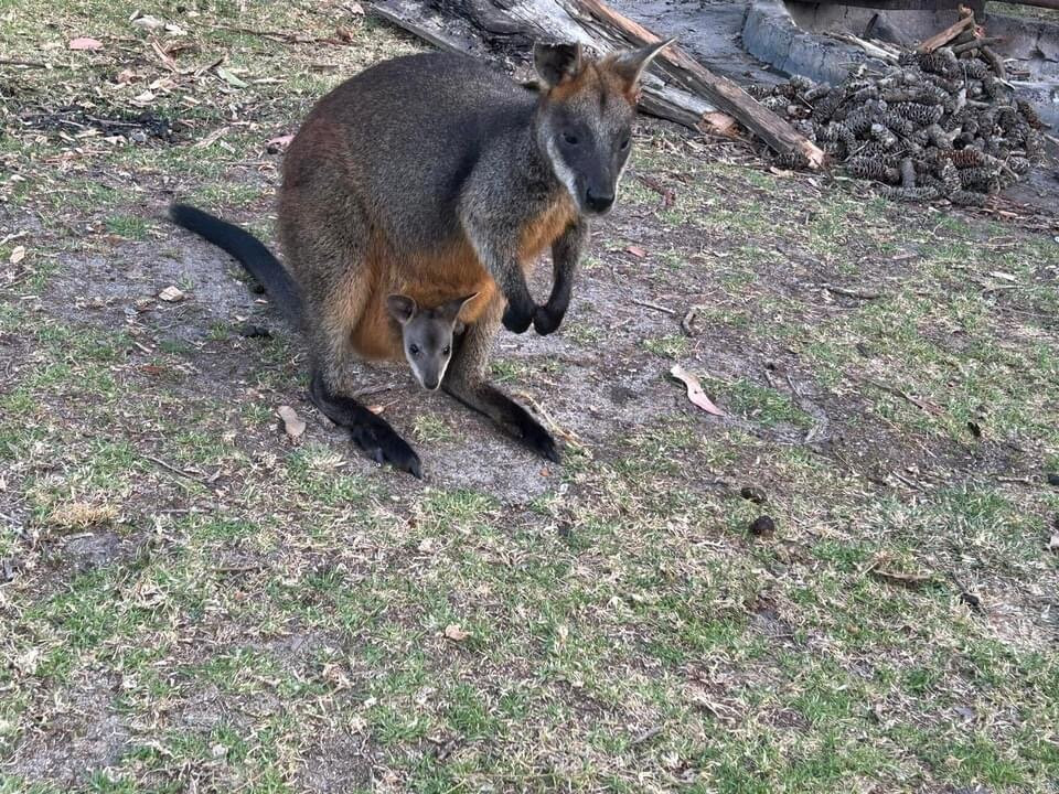 Mimosa Rocks National Park-Tanja必去景点