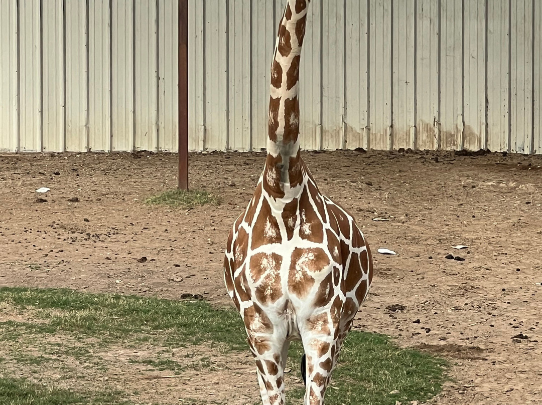 Franklin Drive Thru Safari-Franklin必去景点