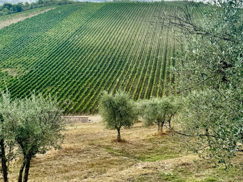 Tours of Tuscany Pty Ltd-科尔托纳必去景点