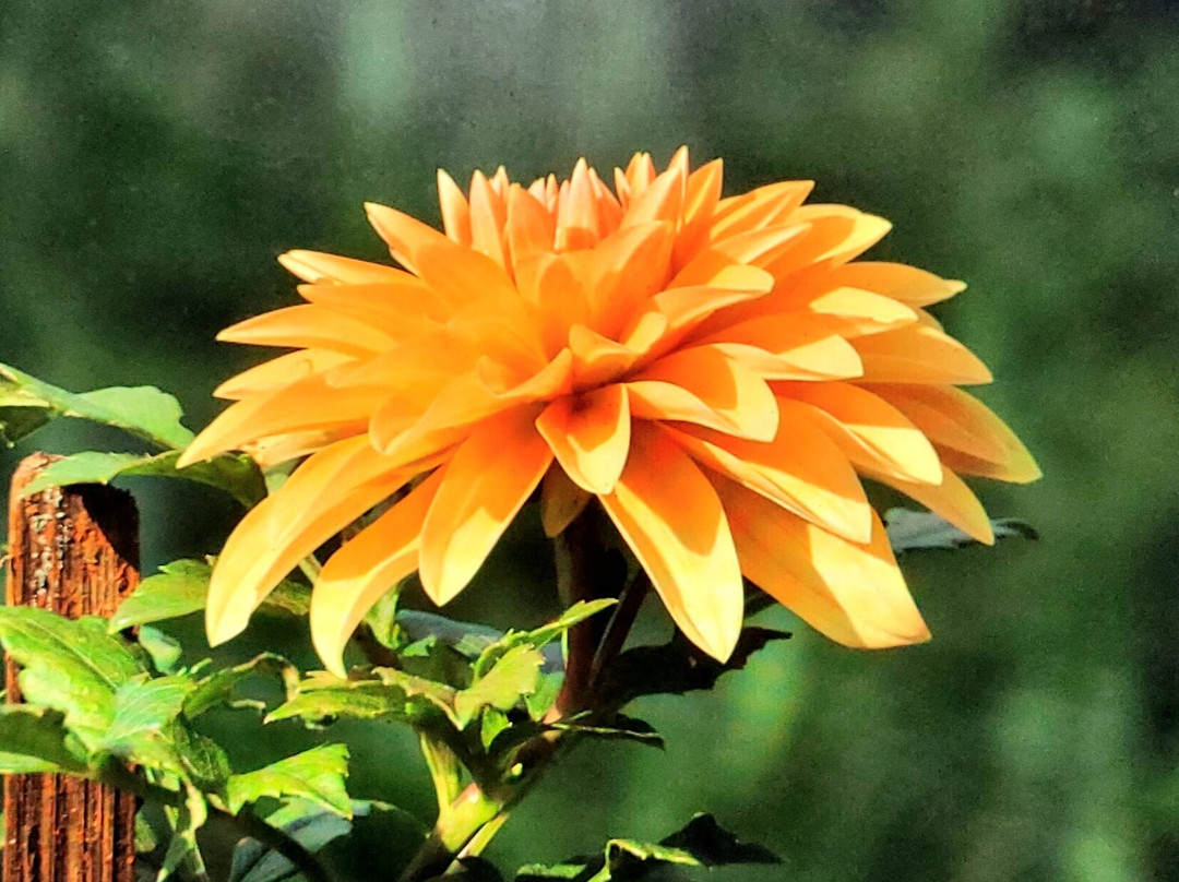 FineLankaTours-科伦坡必去景点