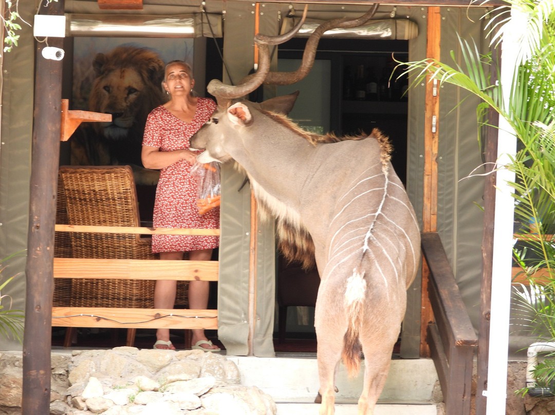 Foxy Crocodile Bush Lodge & Kruger Safaris主图