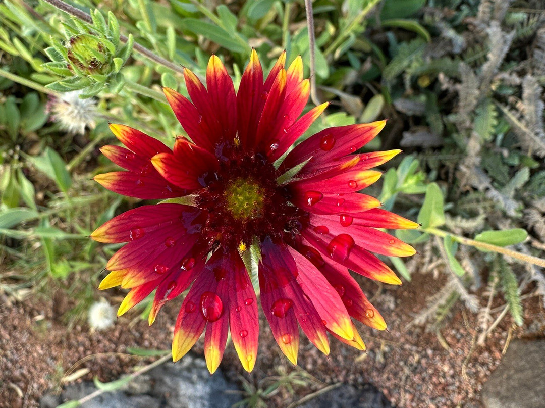 Red Hills Desert Garden-圣乔治必去景点