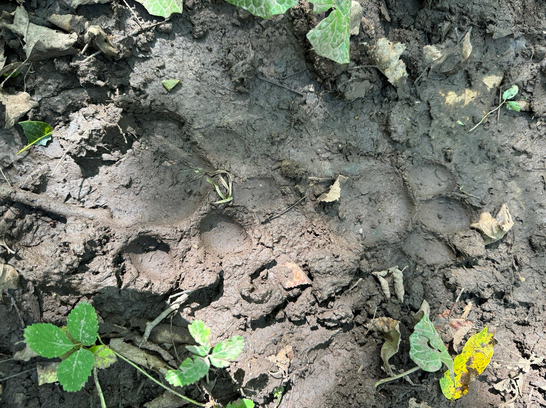 National Park Land of the Leopard-海参崴必去景点