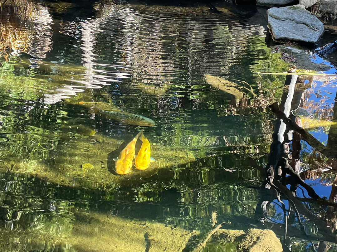 Arrowhead Pine Rose Cabins主图