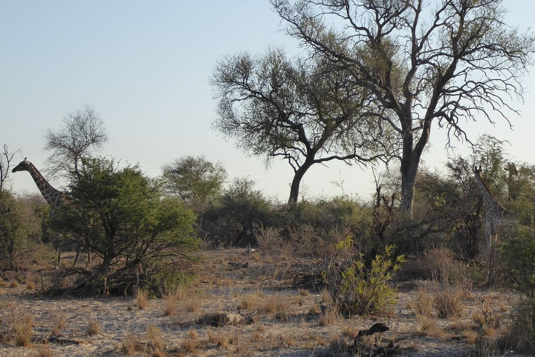 Mahango Game Reserve-奥奇瓦龙戈必去景点