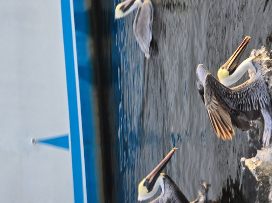 Spongorama's Cruise Lines-塔彭斯普林斯必去景点