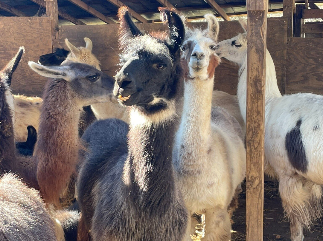Smoky Mountain Llama Treks景点图片