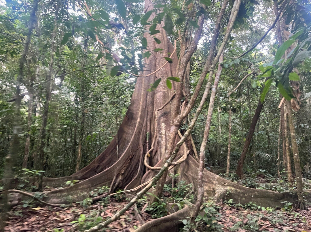 Birds of Peru Tours-马尔多纳多港必去景点