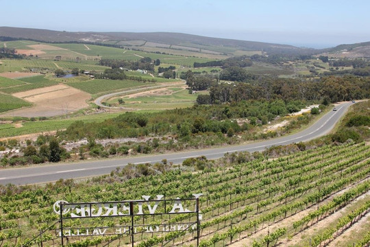 La Vierge Wines-赫曼努斯必去景点