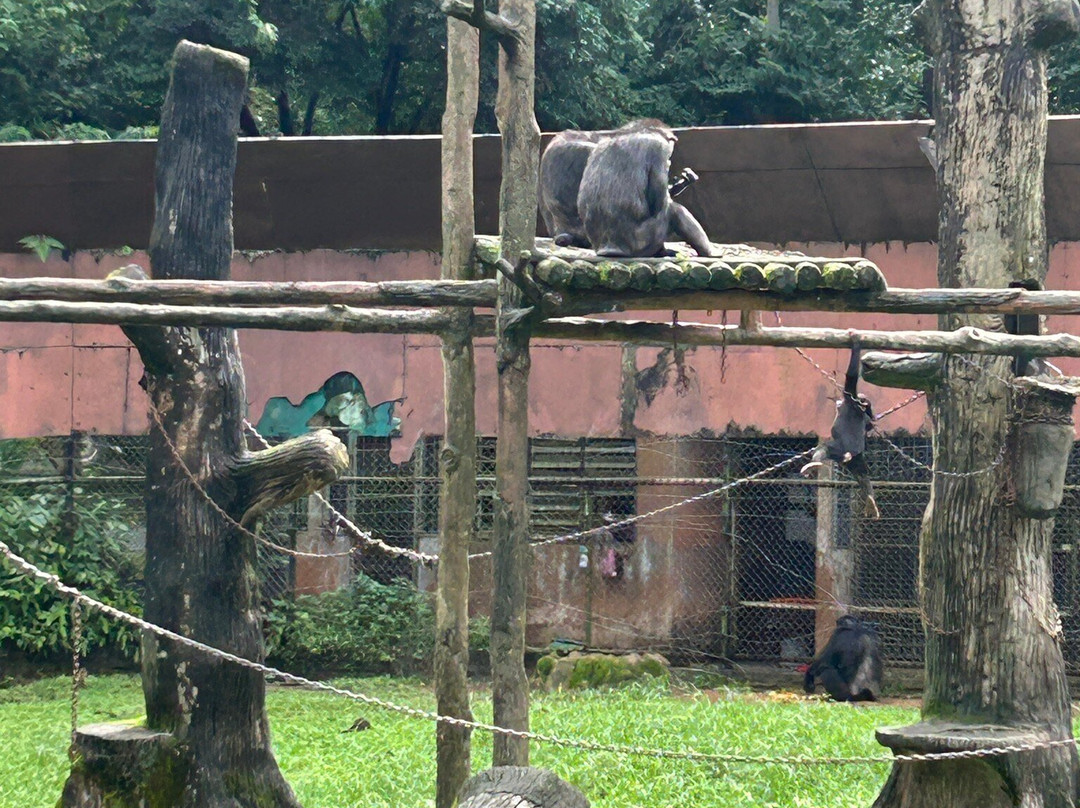 Zoo Taiping & Night Safari景点图片