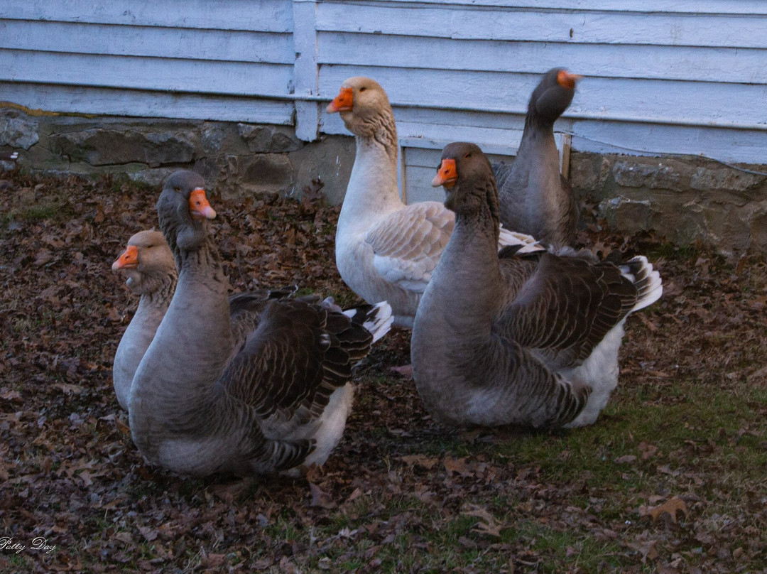 Mulberry Lavender Farm and B&B主图