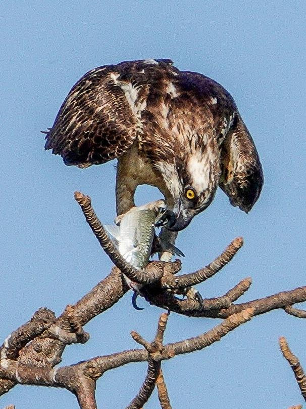 Gambian Bird Guide Ansuman Drammeh -  Best Boy Tours景点图片