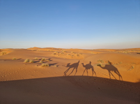 Nomadic Desert Camp主图