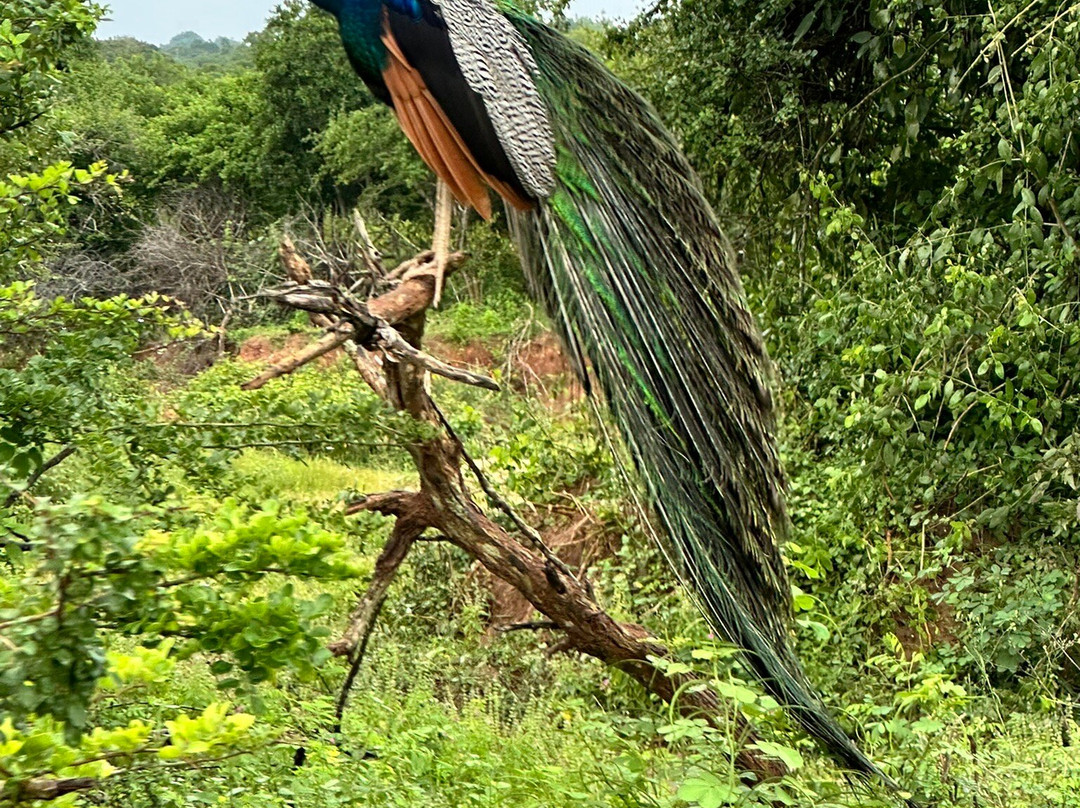 Yala Safari With Tharindu Gihan-蒂瑟默哈拉默必去景点