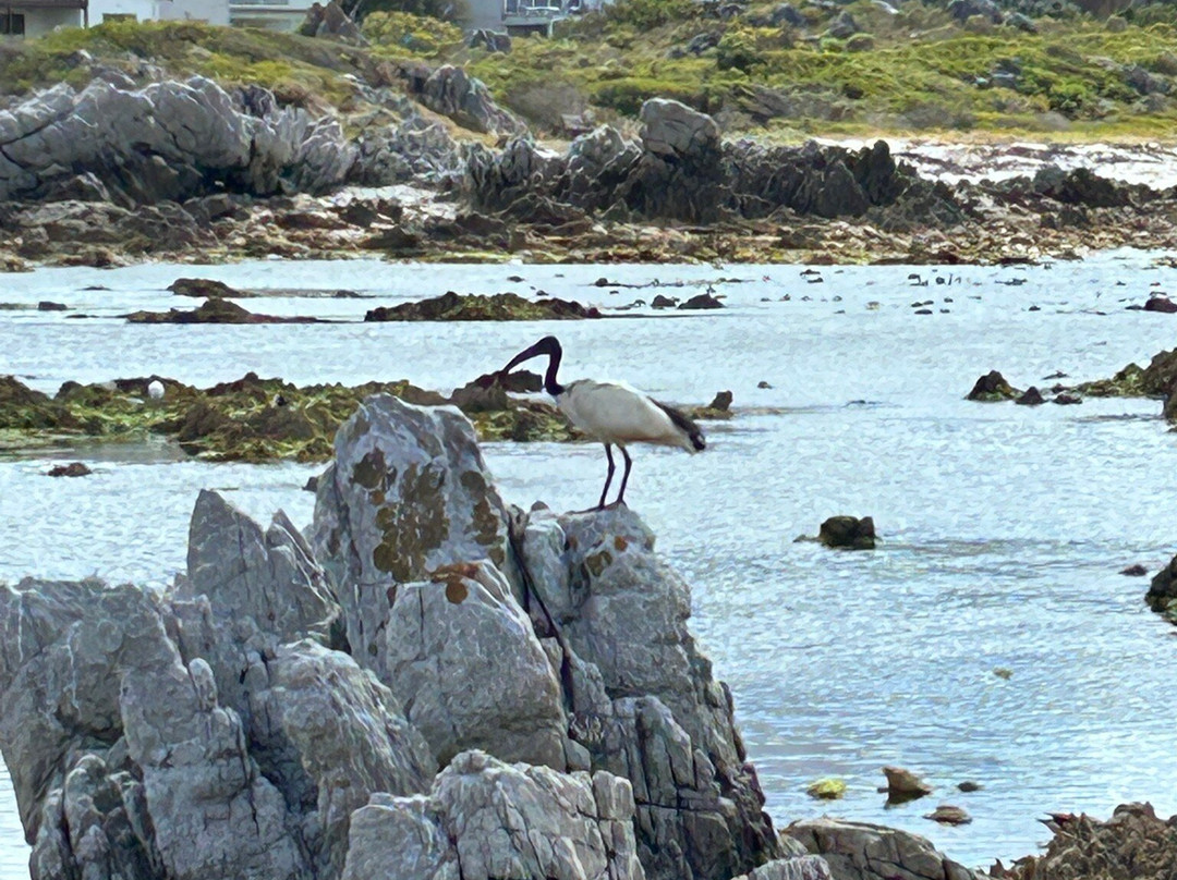 Stony Point Nature Reserve-Betty's Bay必去景点