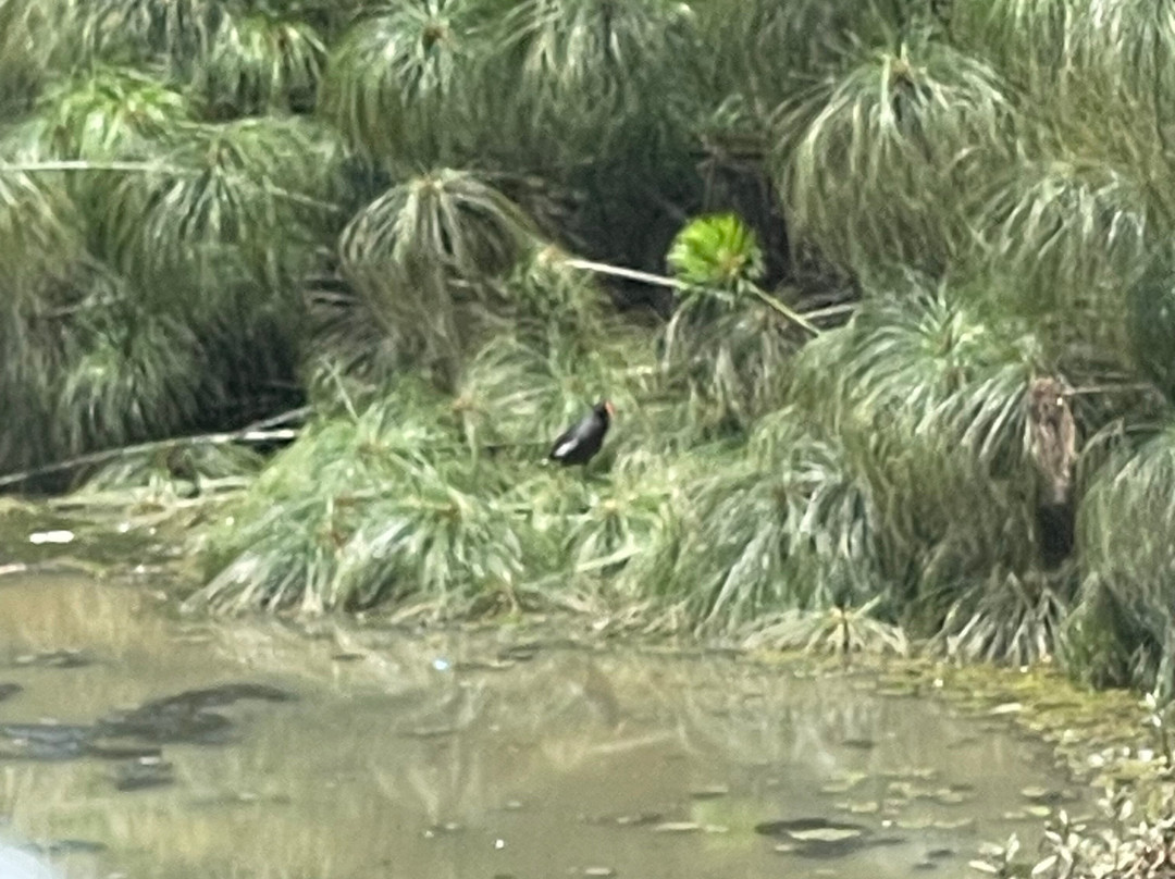 Austin Roberts Bird Sanctuary-比勒陀利亚必去景点
