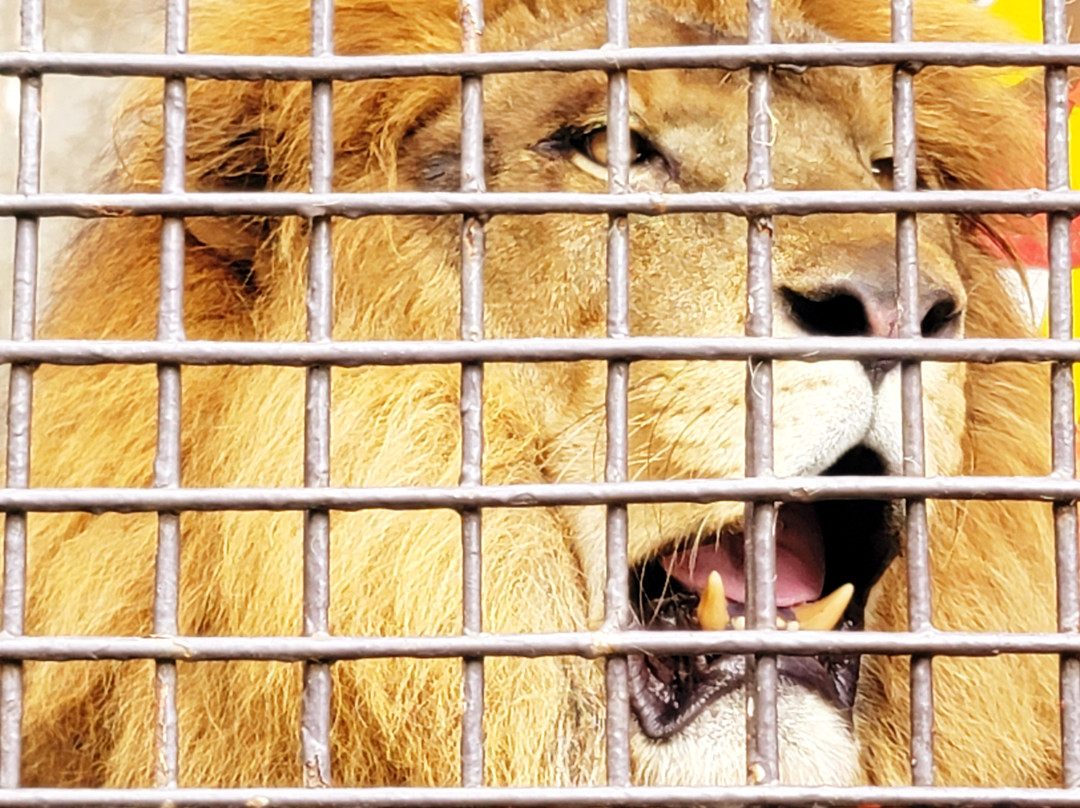 Utsunomiya Zoo-宇都宫市必去景点