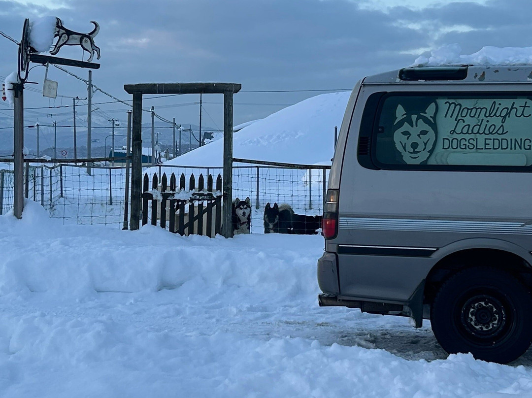 Moon Light Ladies Dog Sledding-鹰栖町必去景点