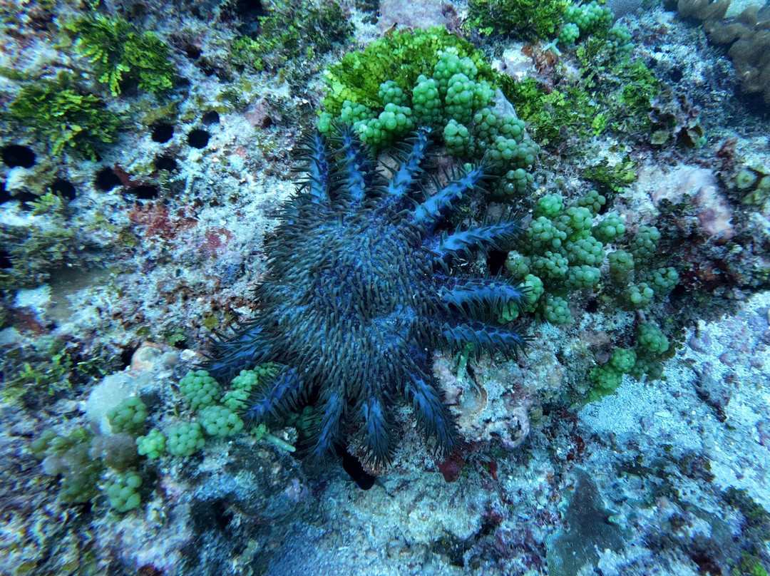 Buccaneer Diving-帕杰必去景点