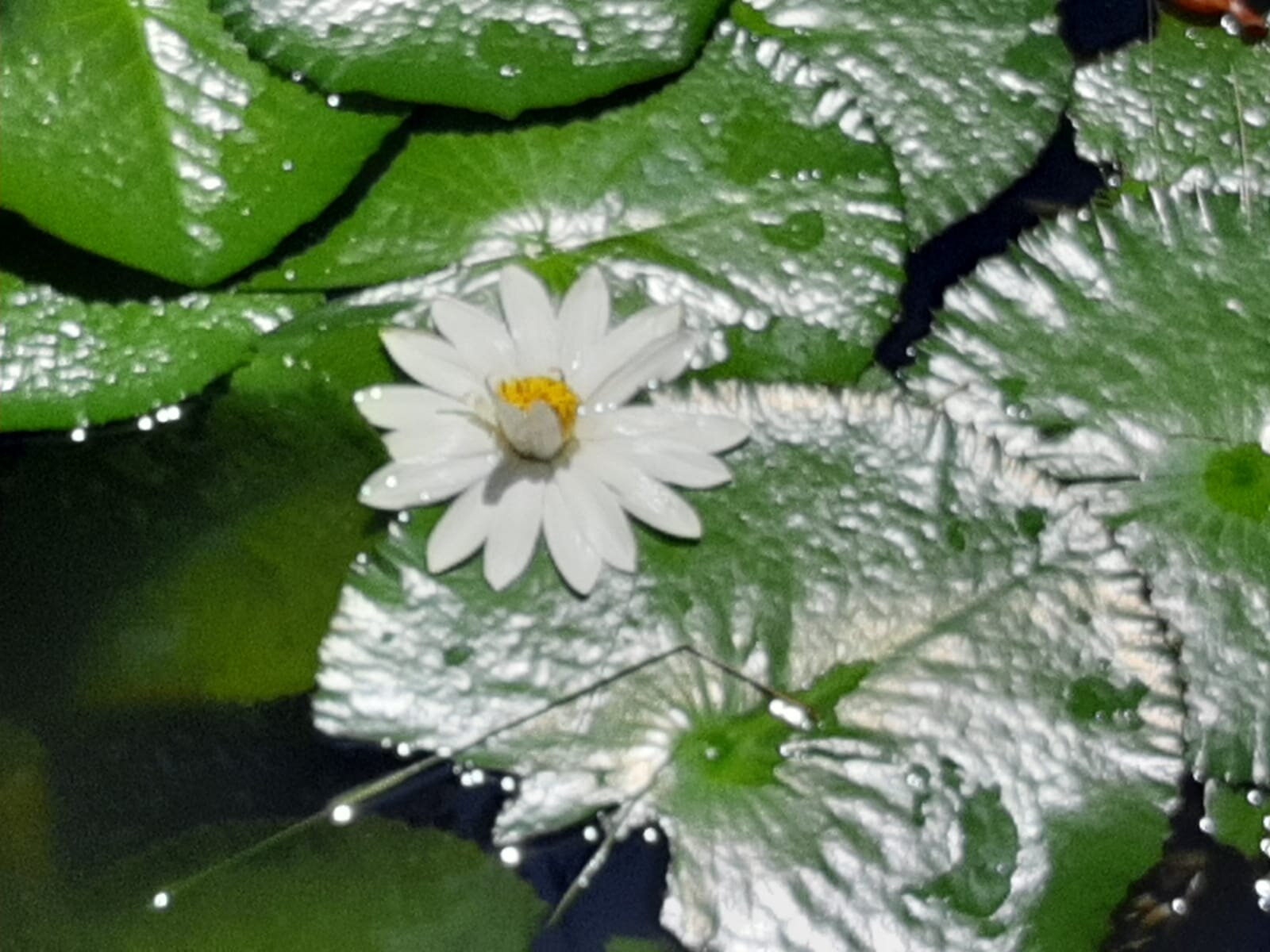 Finca Hotel Los Arrayanes-官方