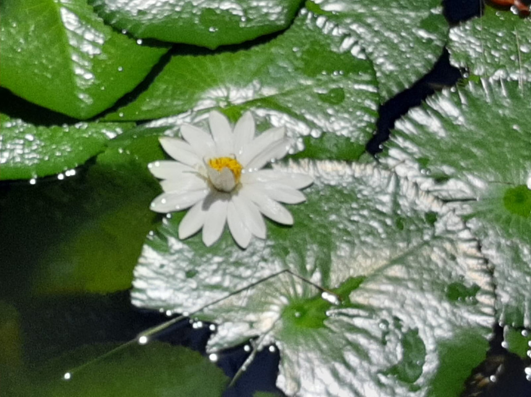 Finca Hotel Los Arrayanes主图