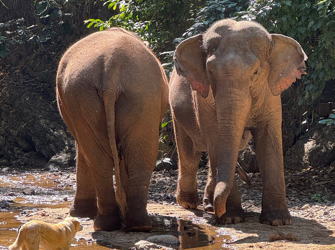 Bees - Burm And Emily's Elephant Sanctuary景点图片