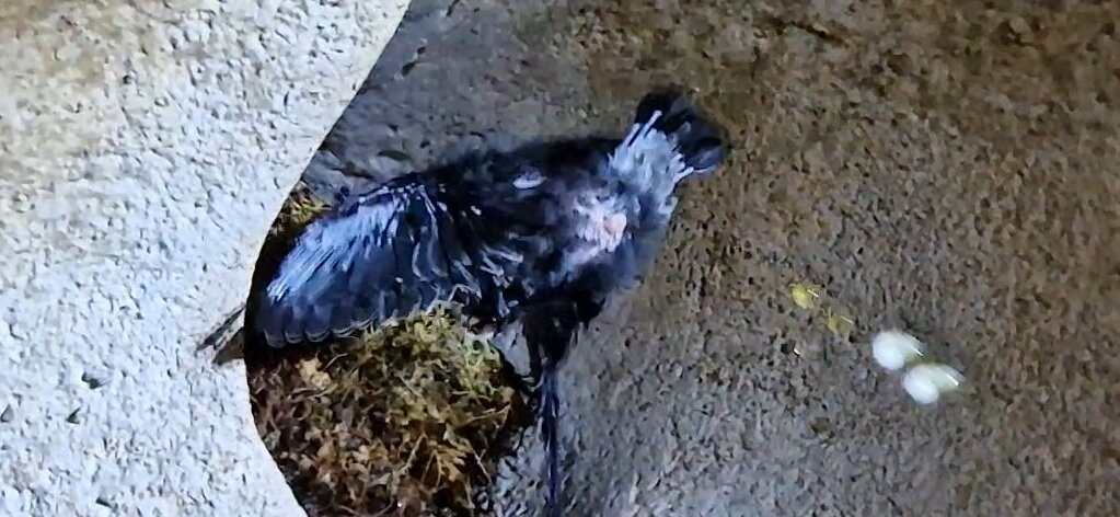 Deer Cave-姆鲁国家公园必去景点