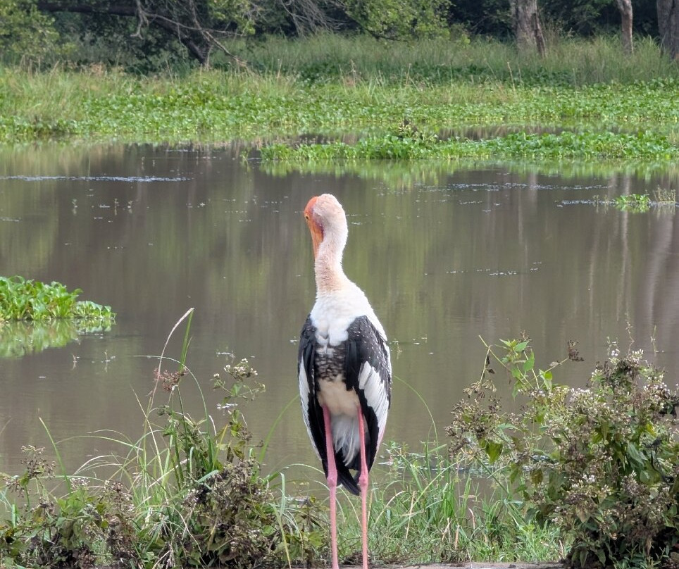 Yala Kings Safari景点图片