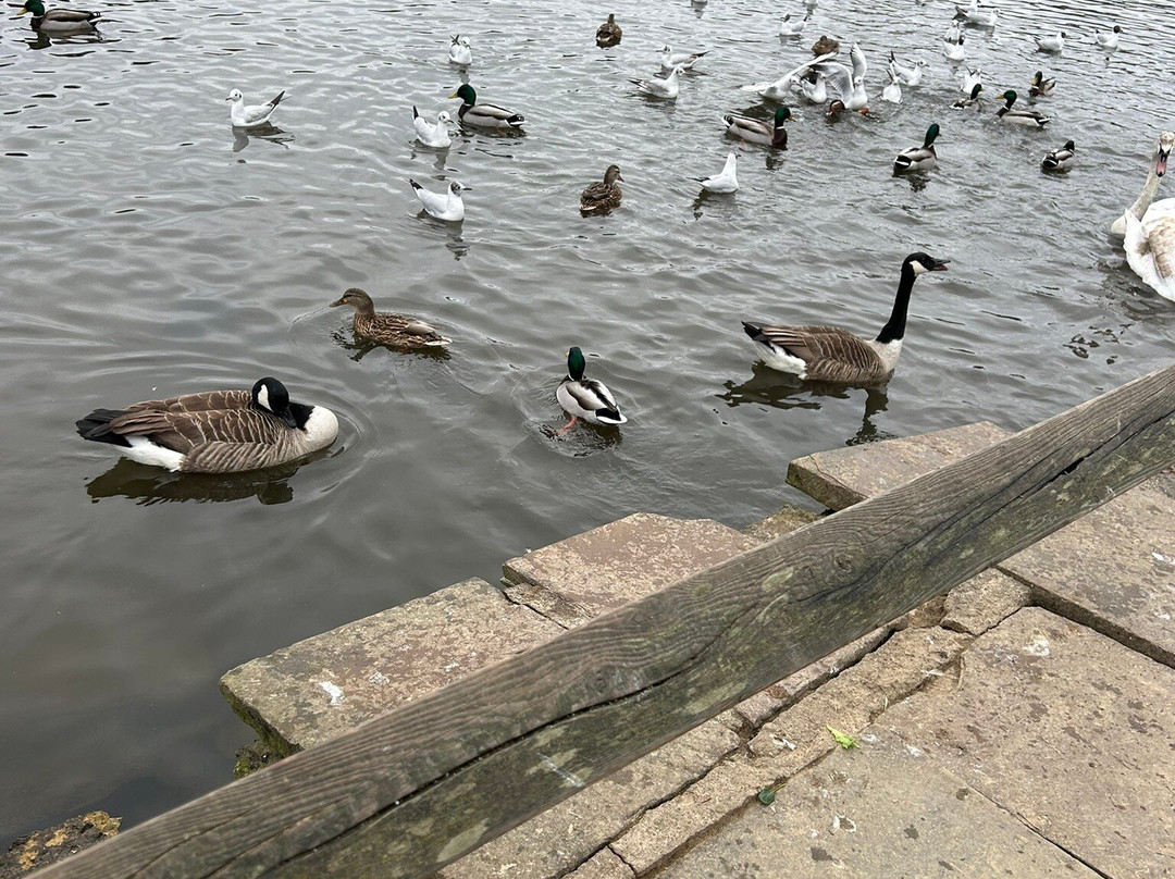 Golden Acre Park景点图片