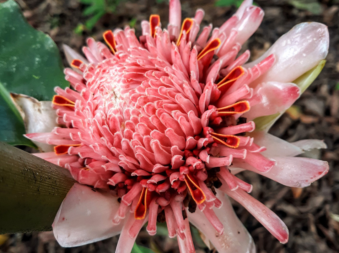 L'Etoile Celeste主图