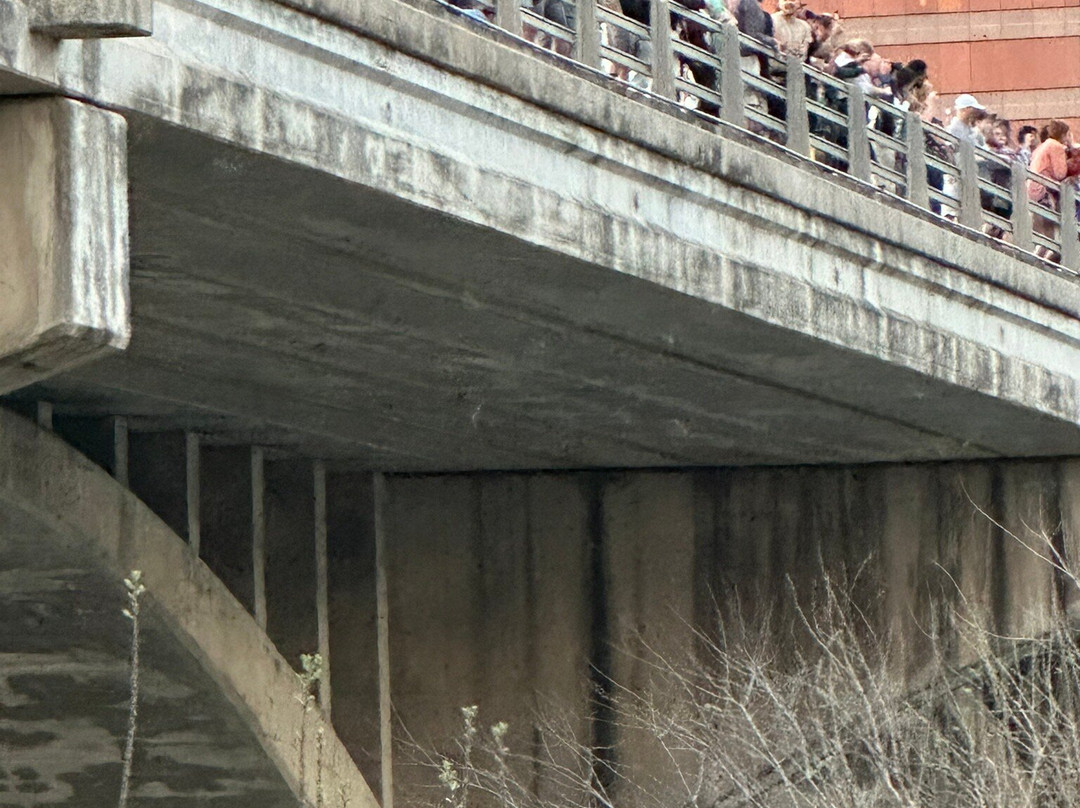 Congress Avenue Bridge Bat Watching-奥斯丁必去景点