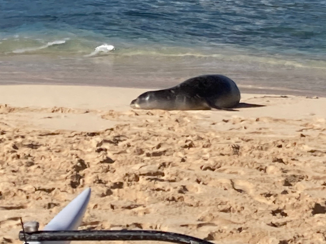 Surfing with Firefighters Surf & Rescue-火奴鲁鲁必去景点