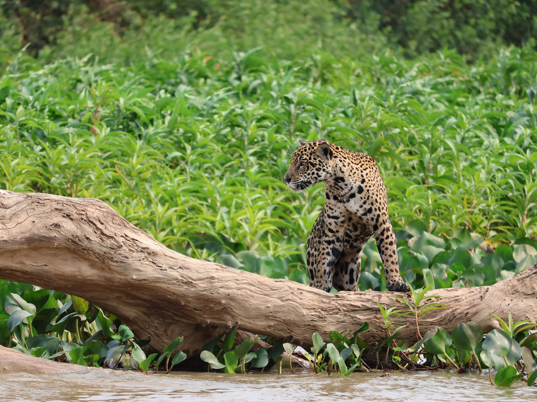 Pantanal Trip Tur景点图片