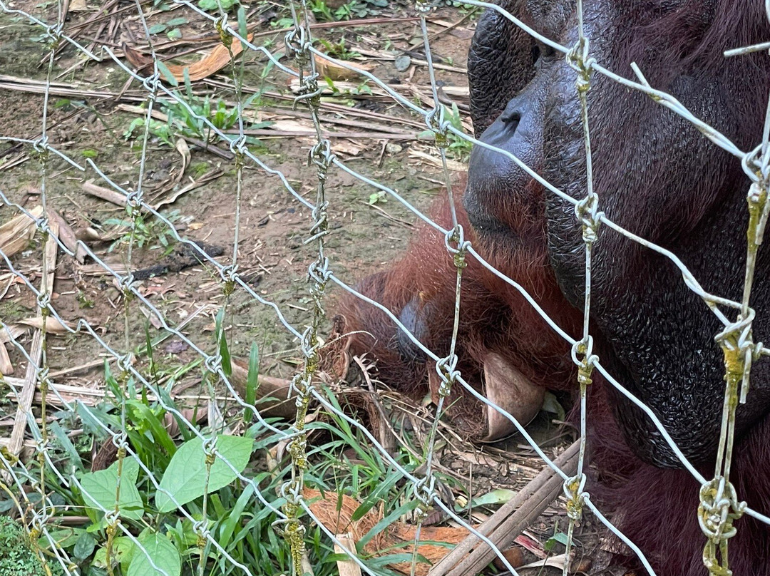 Bukit Merah Orang Utan Island Foundation-新芒魏必去景点