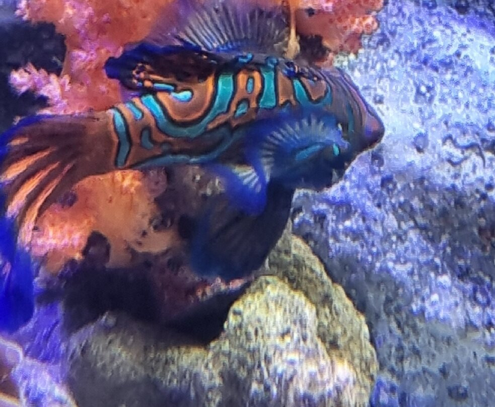 Numazu Deep Sea Aquarium景点图片