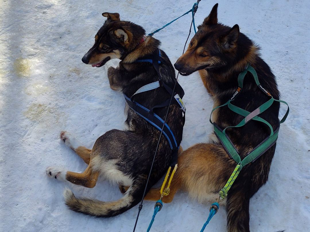 Last Frontier Mushing Co-op-费尔班克斯必去景点