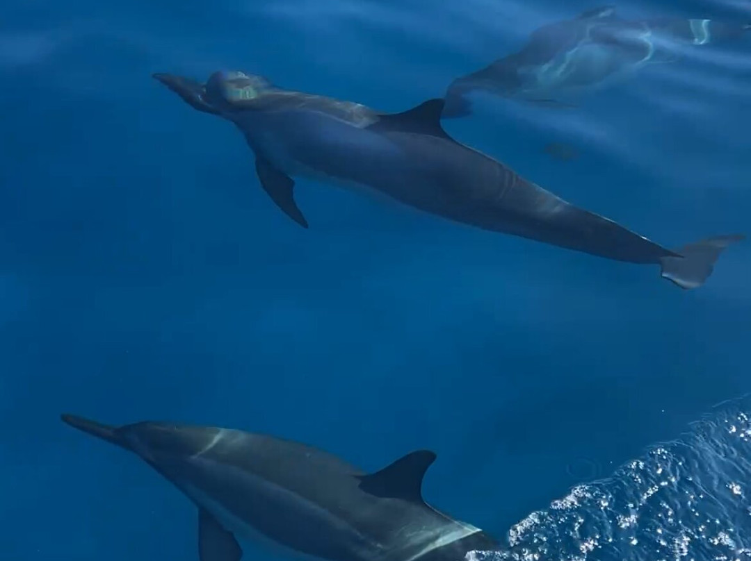 Kona Offshore Adventures-凯鲁瓦-柯纳必去景点