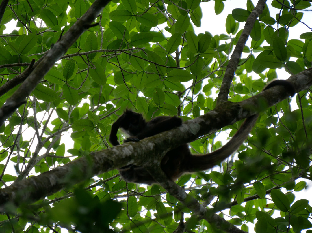Punta Laguna Nature Reserve-图伦必去景点