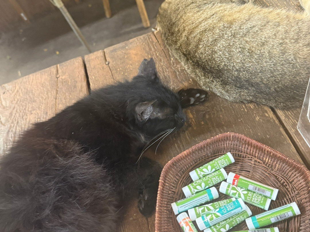 North Shore Macadamia Nut Company-哈雷瓦必去景点