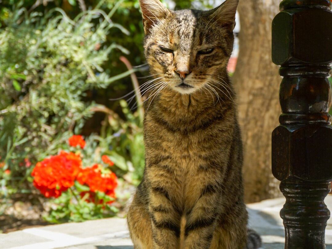Vagia Traditional Hotel, Aegina Island主图