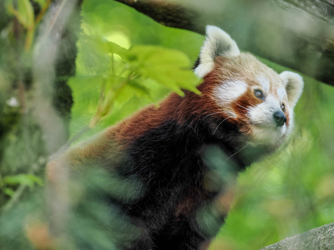 Zoo Salzburg-安妮夫必去景点