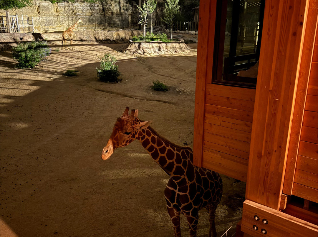 San Antonio Zoo-圣安东尼奥市必去景点