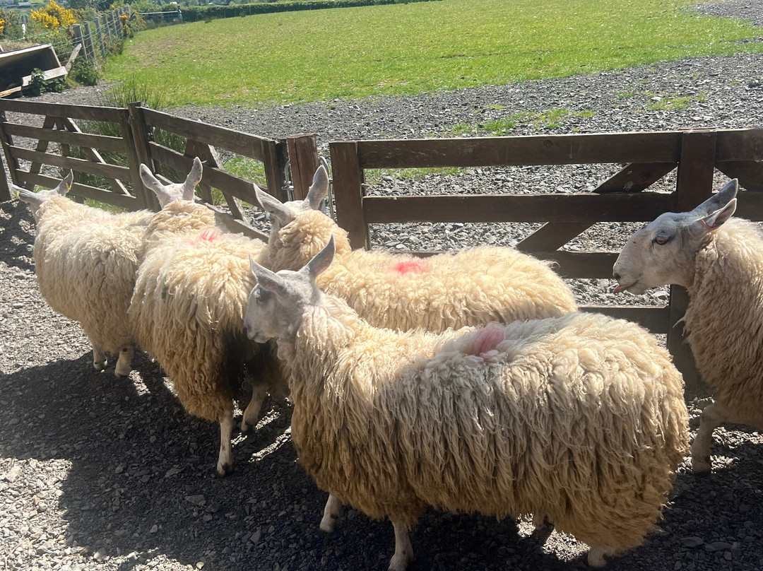 Glenshane Country Farm-Maghera必去景点