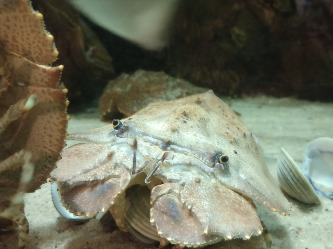 Acuario Michin Puebla景点图片