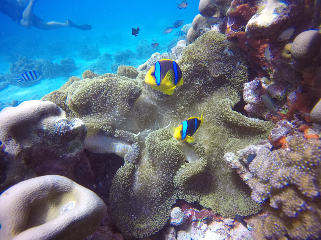 Whitetip Marine Adventures - Fiji-丹娜努岛必去景点