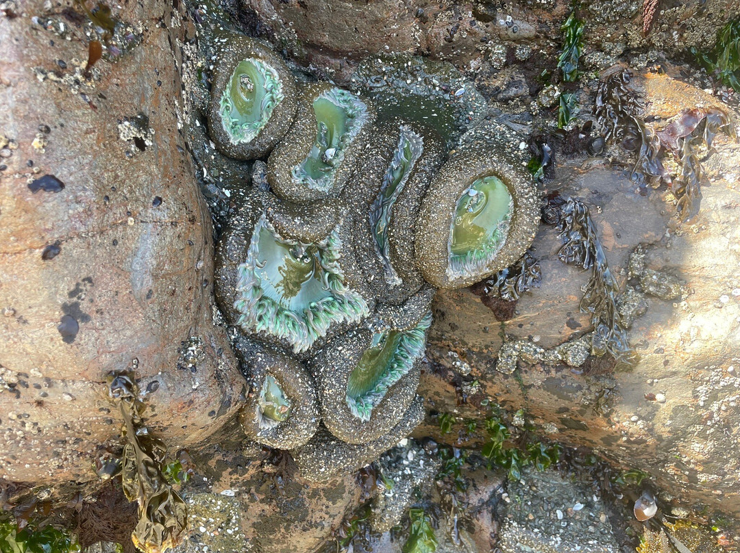 Pinnacle Gulch Coastal Access Trail景点图片