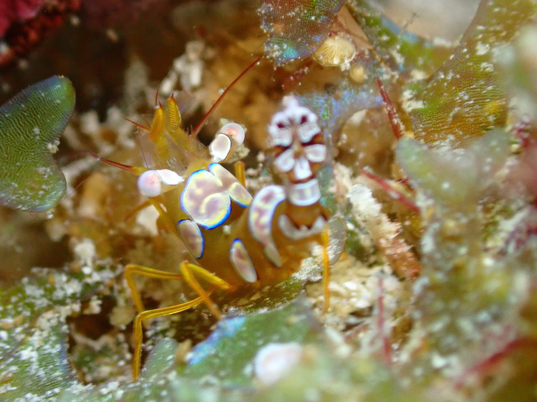 Family Divers Maldives景点图片