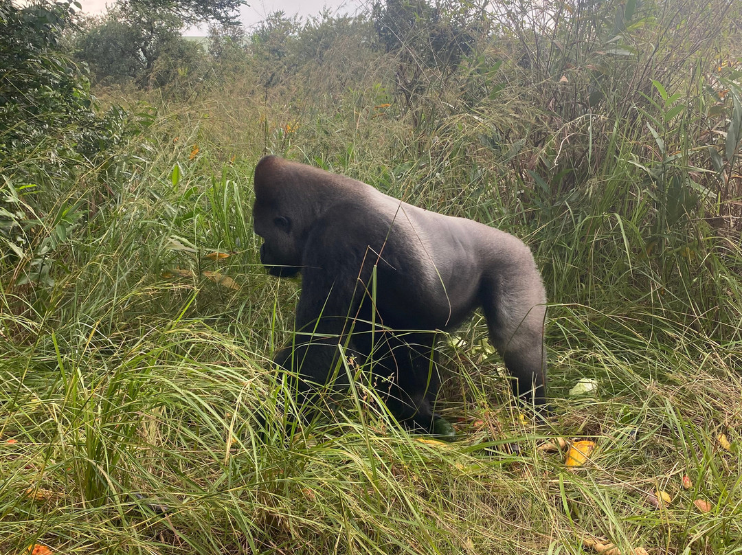 Réserve Naturelle de Gorilles de Lésio-Louna-Léfini-布拉萨市必去景点
